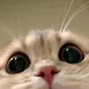 mngocctew