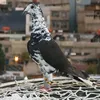 abu_hasan__505