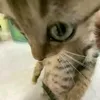 wlhmaana