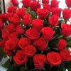www.gul06