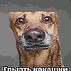 coceko1488