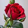 shazalmohamed847