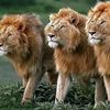 kingmuhsin15