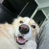 labrawwnjames