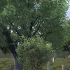 lyjupl