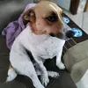 jackpacoquinha