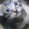 joshmojicadump
