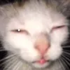 nycolai0