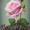lovebird_3838
