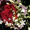 rose354852