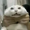 penvpp
