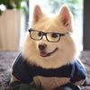 lily_pet_house