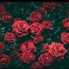 zainabsarabally_