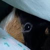 that_mama_piggy