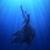 ladydolphins