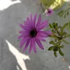 gianninadream