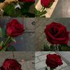 gogo.hany78
