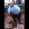 igor.de.oliveira526