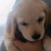 cris___04070