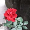 123456thomquynh