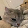 cat_hubbb