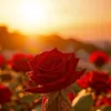 user9019800388833