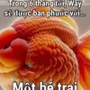 meoqaybo