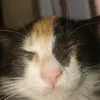 pippa_padella