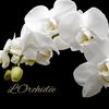 l_orchidee369