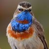 Birds in Norway knut fugl