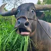 daotieuthu_