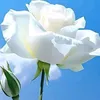 user1l7sdwlqfj