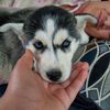 bmodoggo