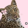 raan4_4