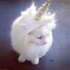 bootsncatznbootsncatz