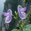 ngthy_1983