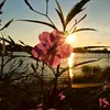 zmisx_505