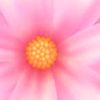 vanilleflower5