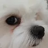 vova_kiri