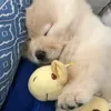 sleeperissleepy