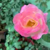 hn_5577