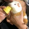my.guinea.pig.land