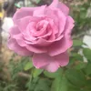 naingyelin459