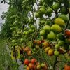 MITRA PARA PETANI SEJAHTERA
