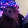 dominik.hamster