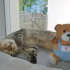 TEAM CATSLIFE