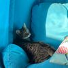 artsandcats05