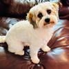 nellieannthecavapoo