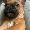bulldog_mar
