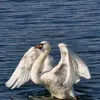 schwanensee224